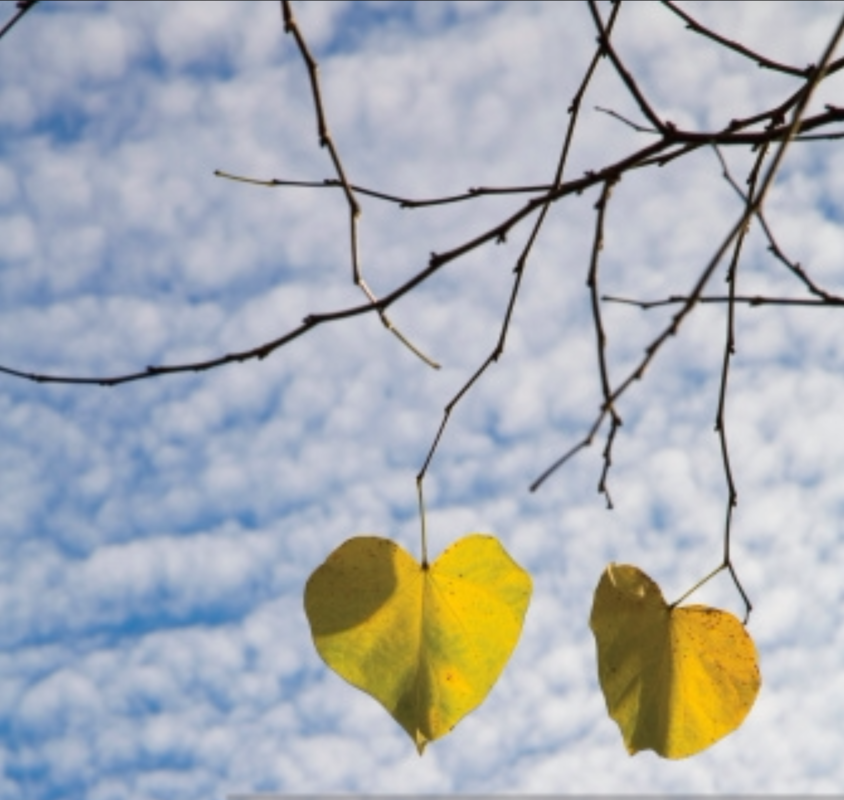 Tree's Loveless Leaves