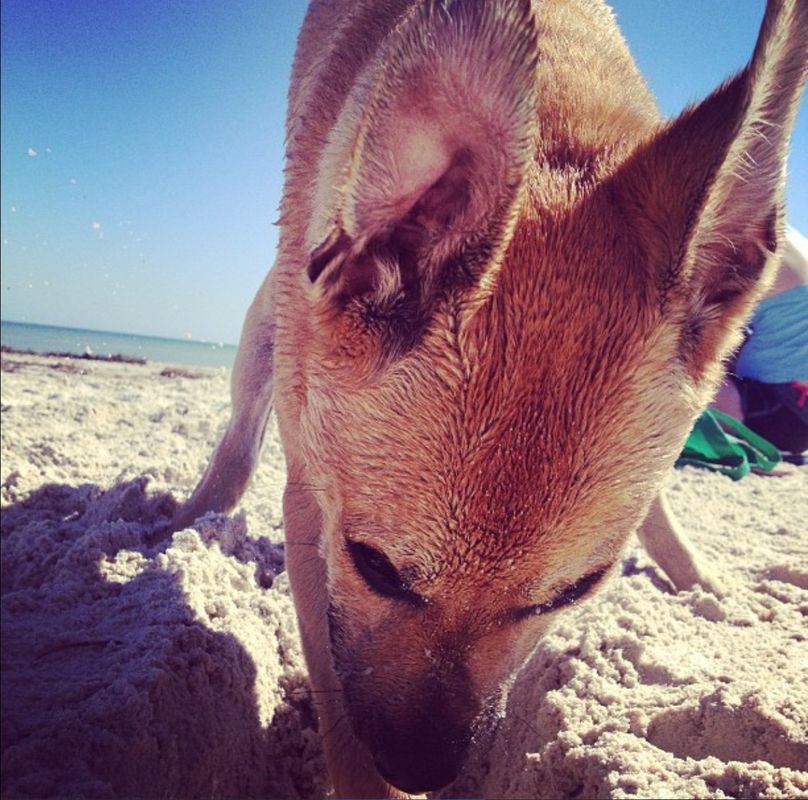 Beach Pup