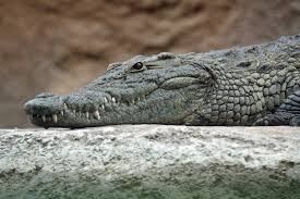 My Crocodile boots