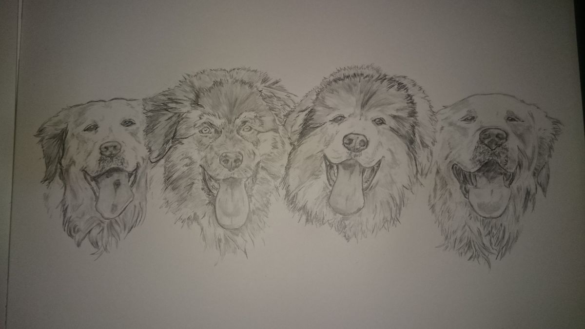 4 dogs 4 dogs