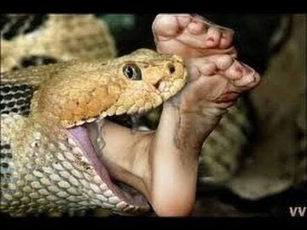 The Python 