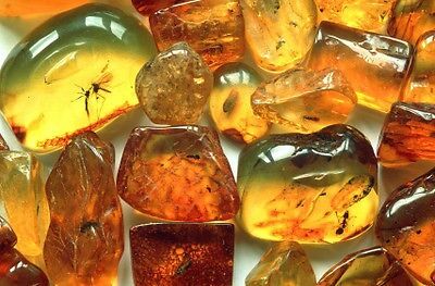 amber melodies