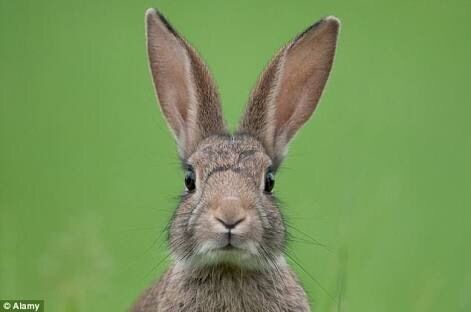 Where are you my rabbit?