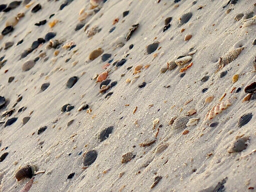 Shore Side