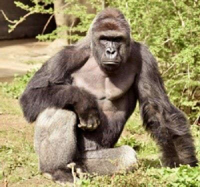 Tears For Harambe