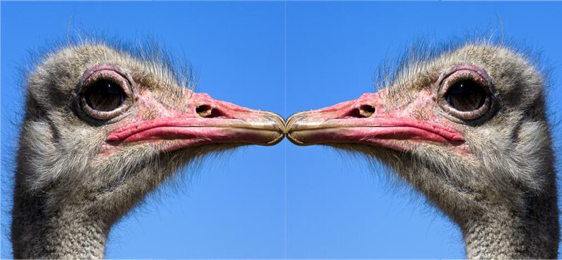 Ever Seen Two Ostriches Kissing?
