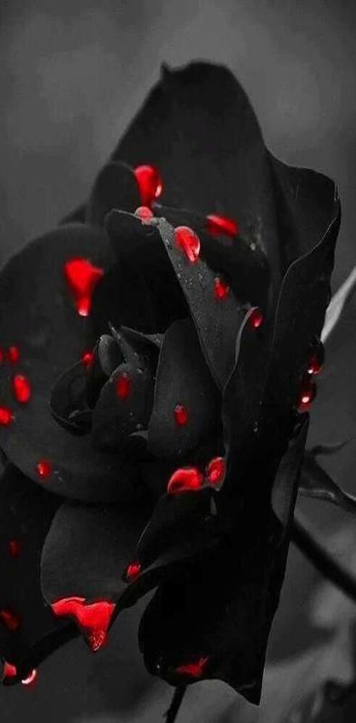 A beautiful rose 