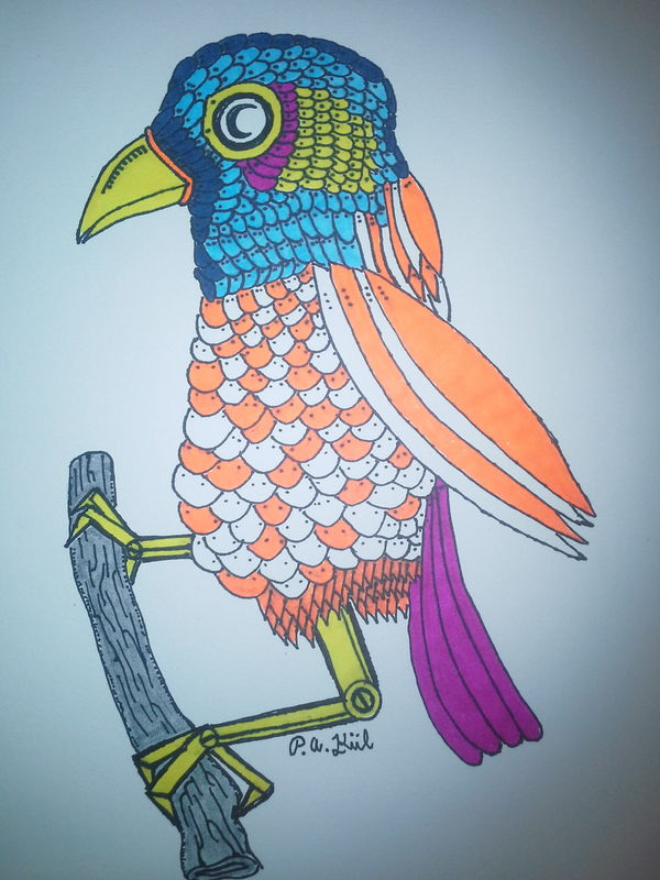 Orange and white bird!