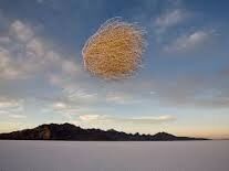 Life as a tumbleweed