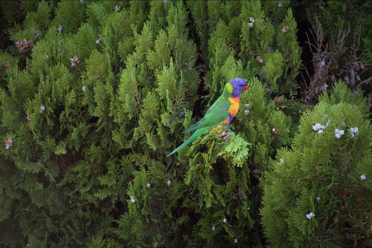 Rainbow Lorikeet