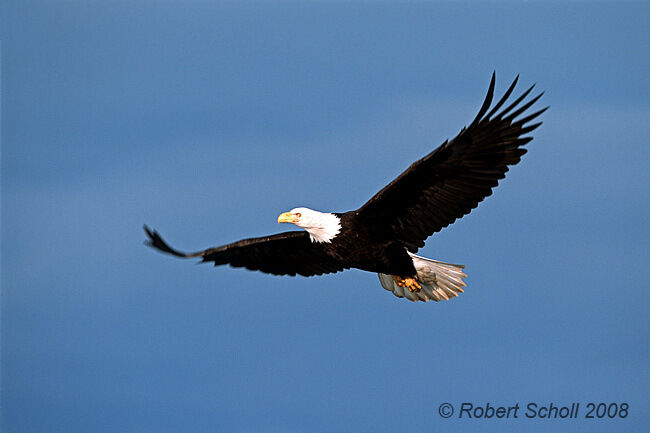 Loves gifts of freedom