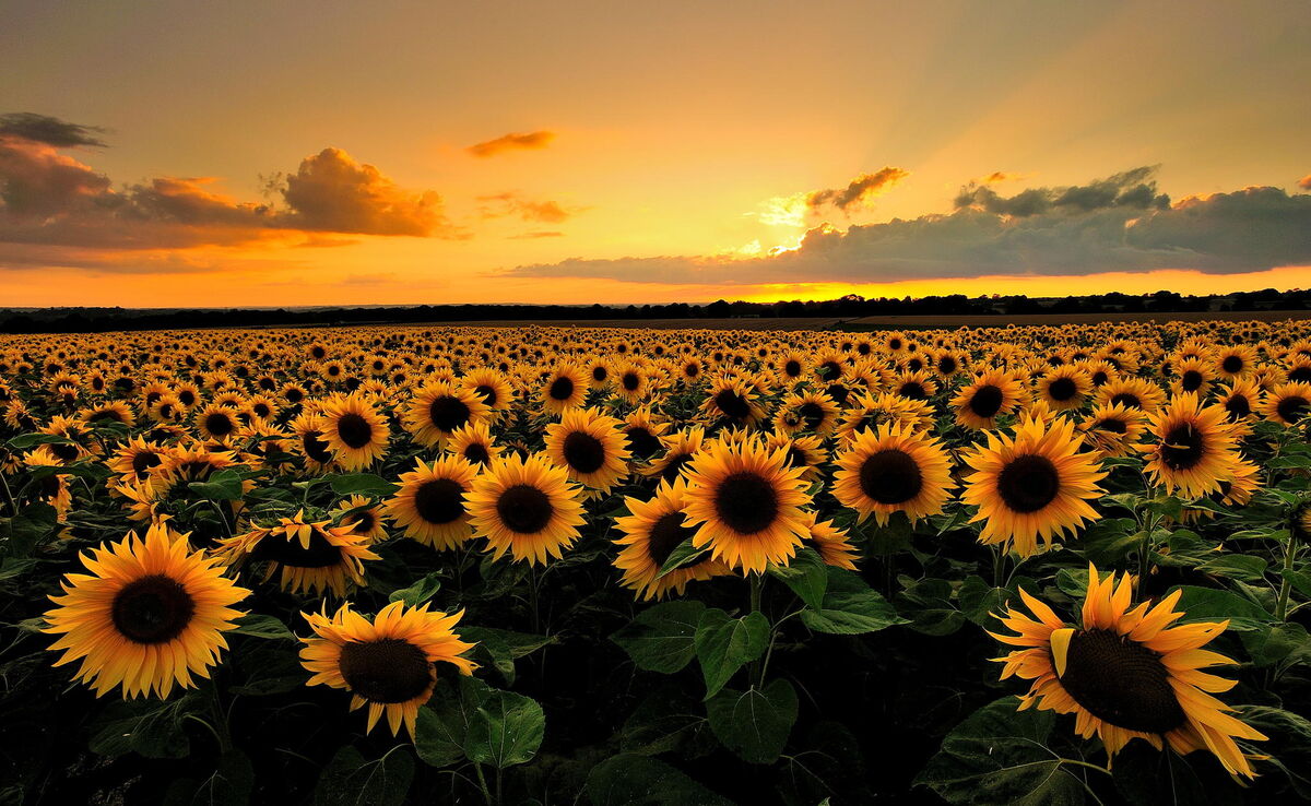 Sunflowers Growing