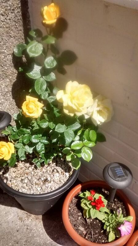 YOUR YELLOW ROSE