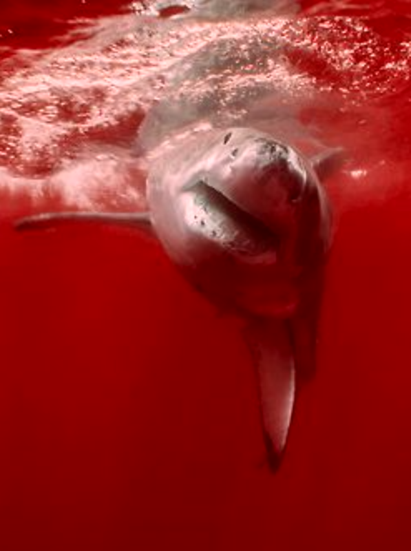 The World Red