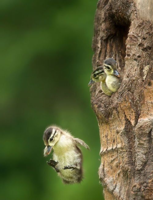 Nest Break