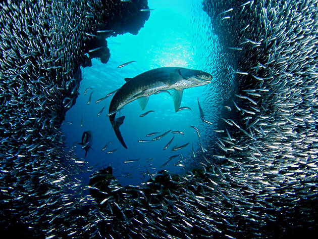 A small Fish in a Big Ocean
