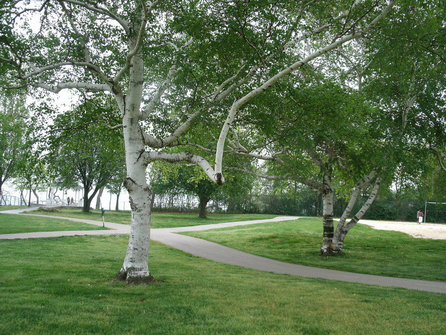 The Odd Branch