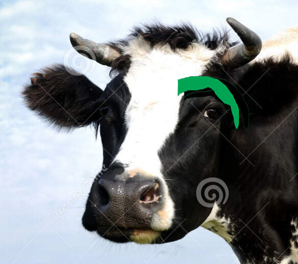A Cow With A Green Eyebrow