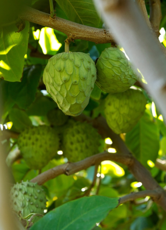 Some Expensive Fruit