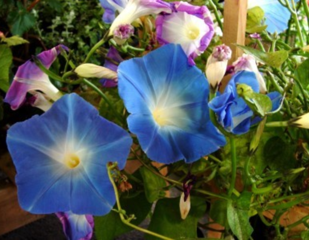 Morning Glory Awake