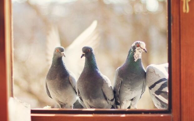 Birds at My Window