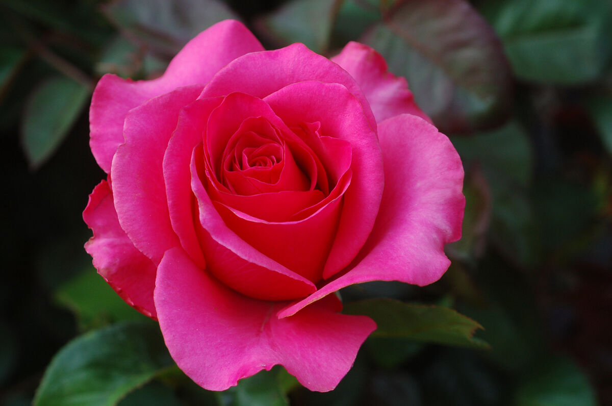 Rose Bush