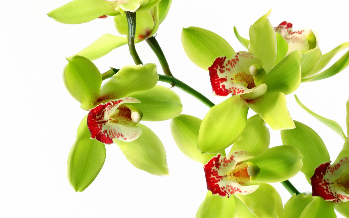 Orchid