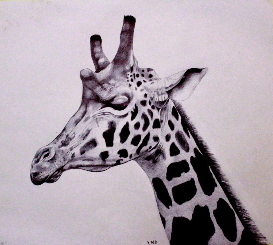 Giraffe