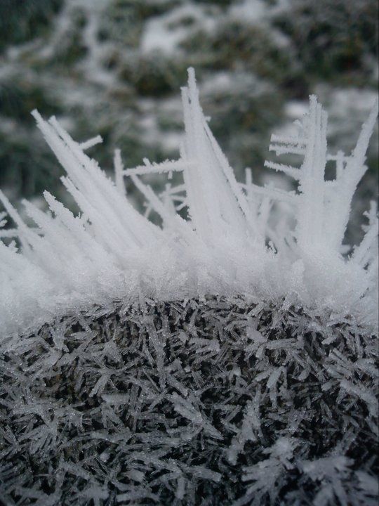 Jack Frosts Crown