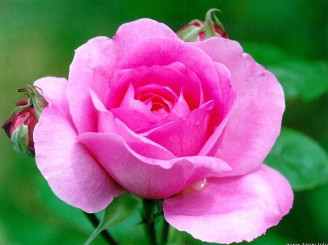 The sweetest of love