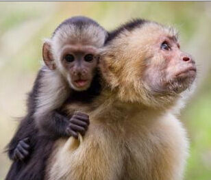Primates