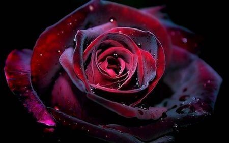 Rose Crimson