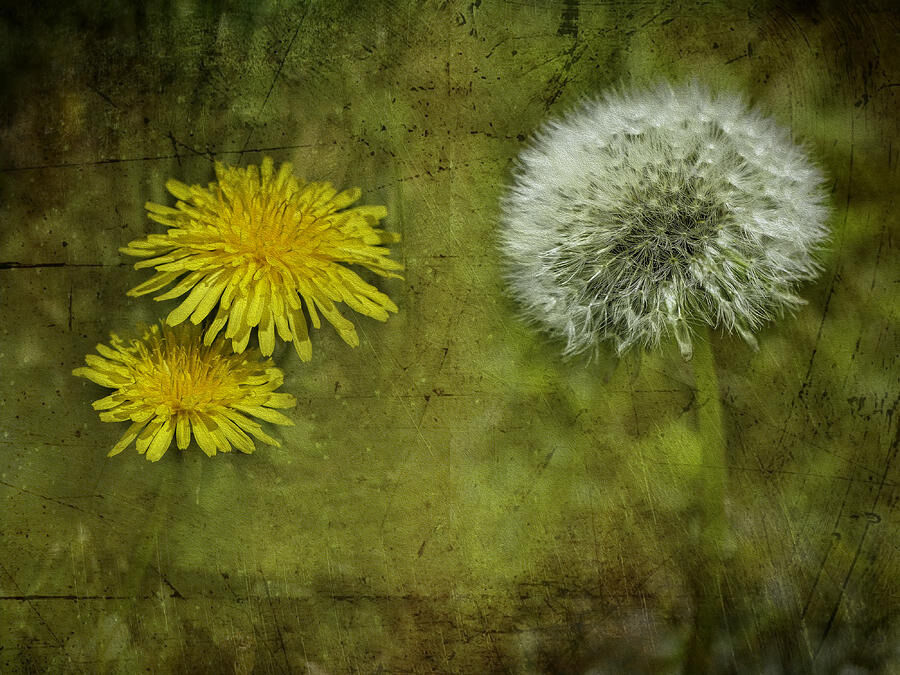 Dandelion