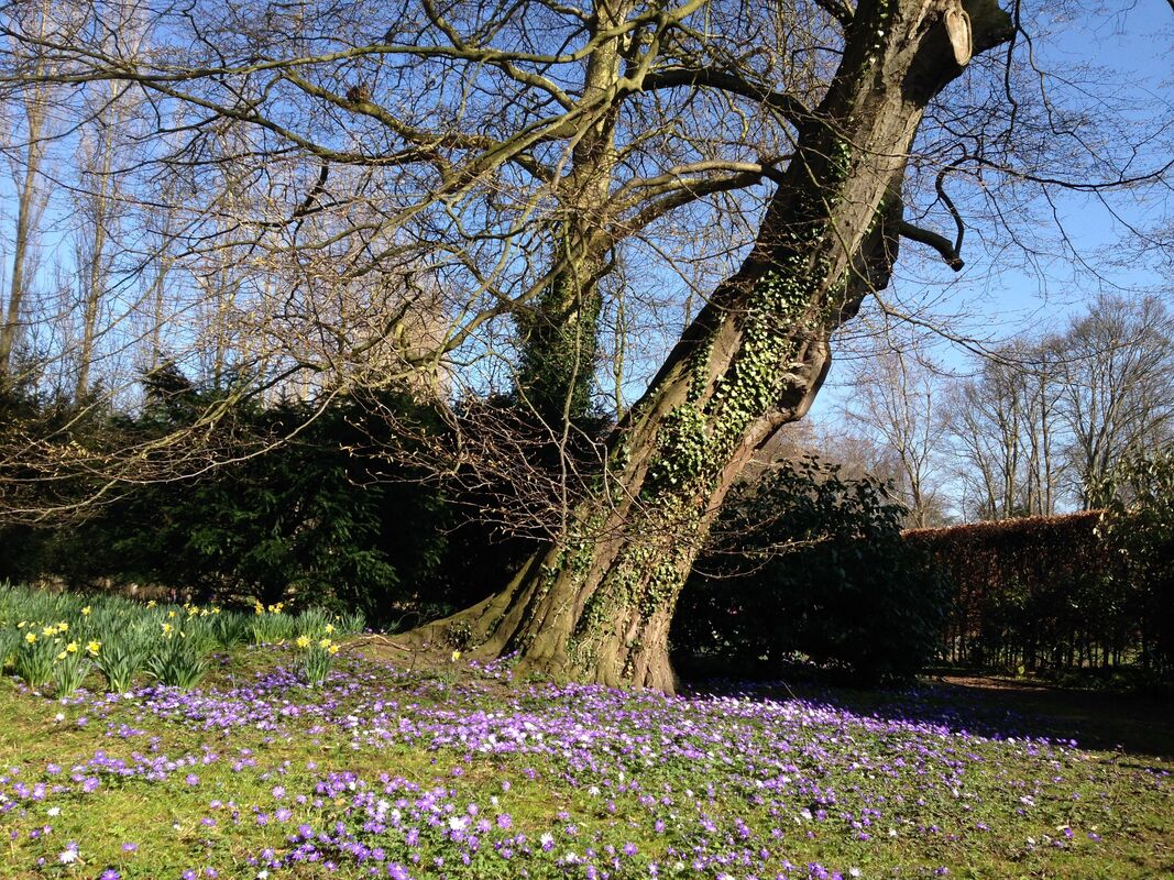 The mighty oak