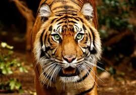 AMBUSH PREDATOR
