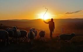 The Shepherd
