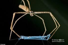 Plight of Arachne&#039;s Daughters