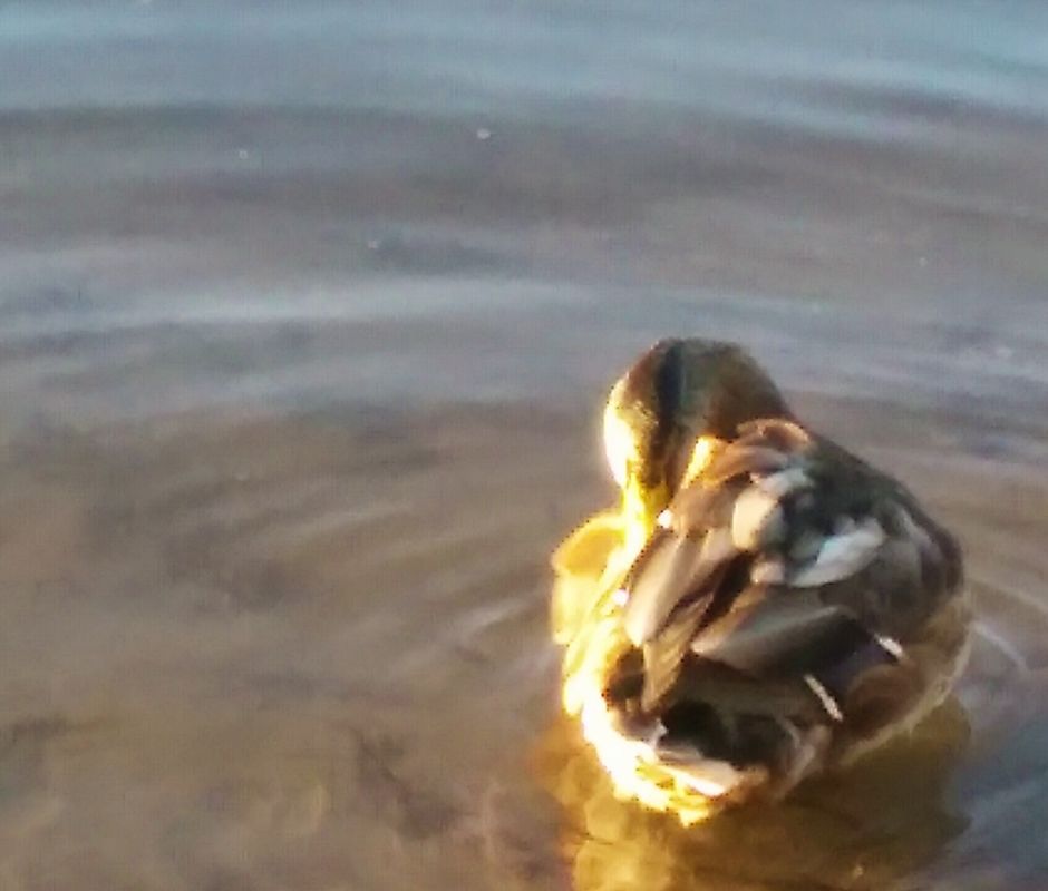 Golden Duck