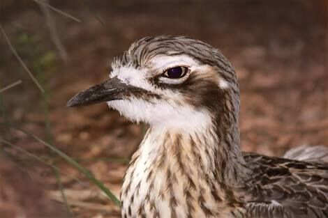 Banshee Birds From Hell