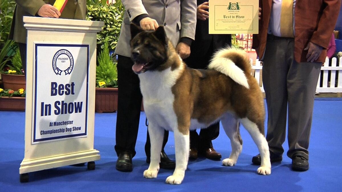 Best In Show