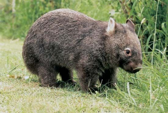 Wombat