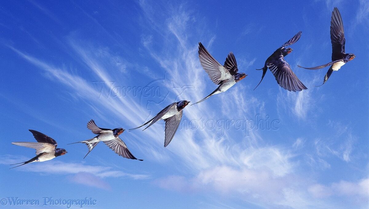 The swallows 