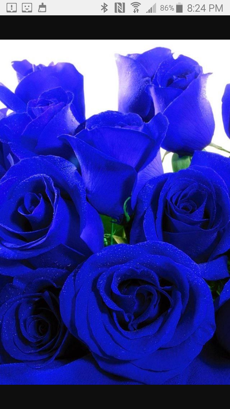 Roses