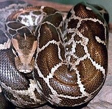 Python's tail