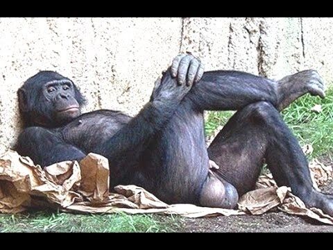 " It,s Dia..Bollock...Cal !" x