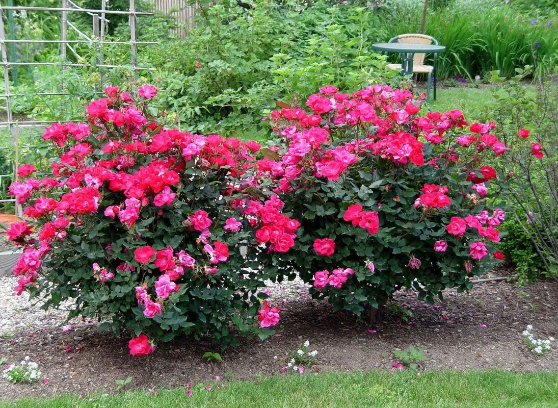 THE ROSES