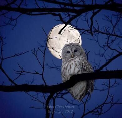 The owl and the moon 