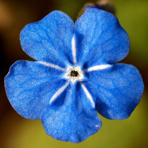 Forget Me Not