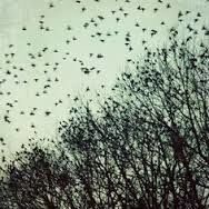 A Thousand Birds
