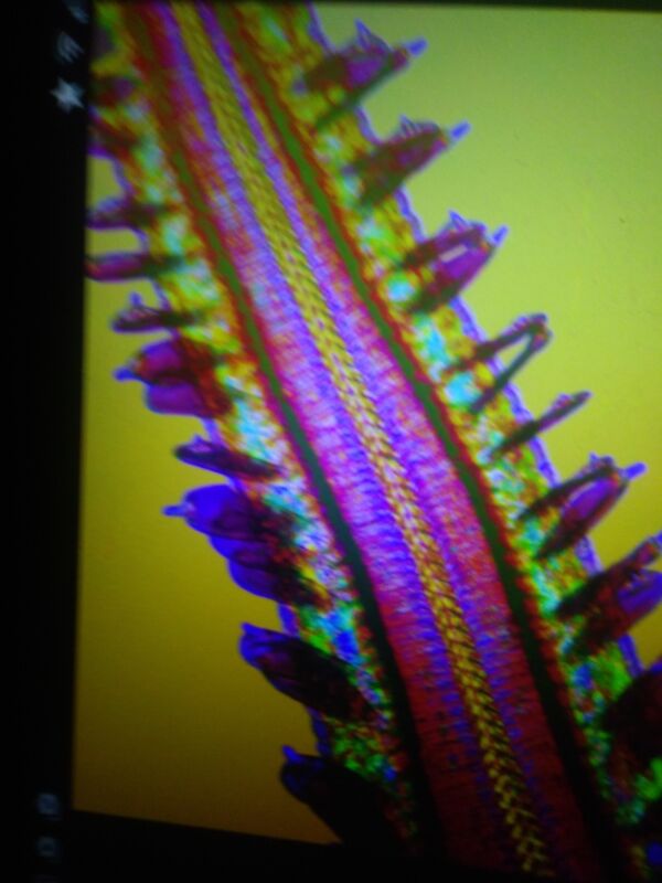 Butterfly&#039;s tongue